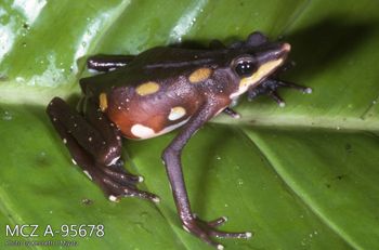 Media type: image;   Herpetology A-95678 Description: Photo of animal in life, taken in the field by Dr. Kenneth Ichiro Miyata. A slide of the photo was scanned in 2012 by Melissa Wooley.;  Aspect: lateral